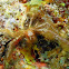 Orangutan Crab