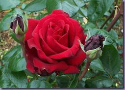 bunga_mawar_merah