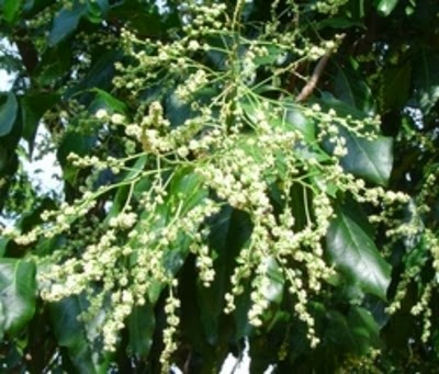 [Gallesia-integrifolia3.jpg]