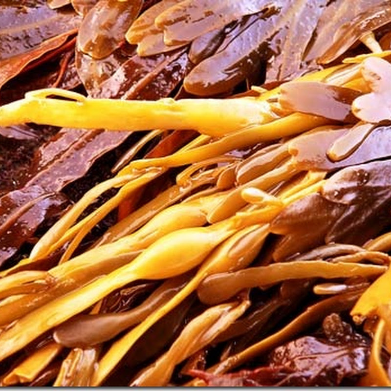 Desarrollan bacteria que produce etanol a partir de algas marrones