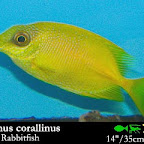 Siganus_corallinus.jpg
