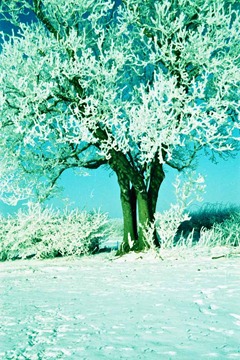 Snowy-Trees-2---XPRO