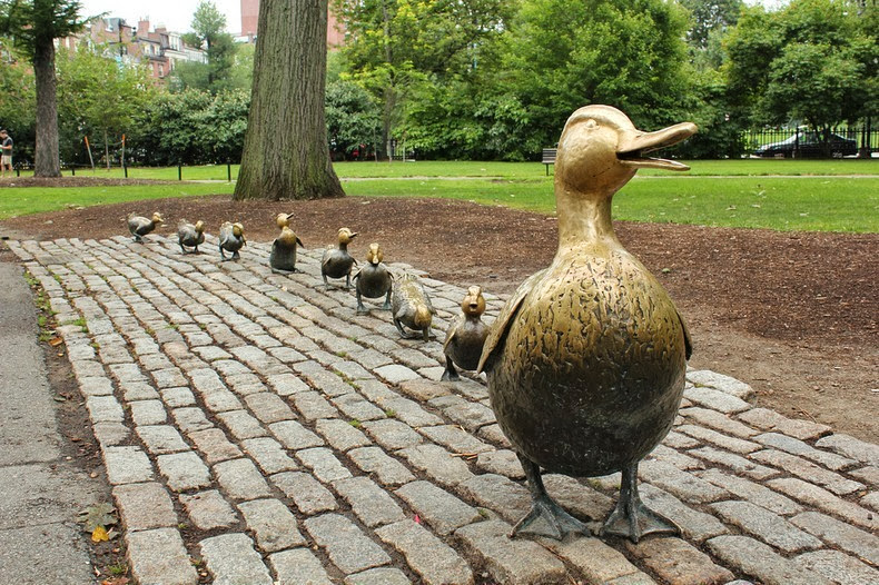 ducklings-boston-1