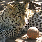 leopard_louis.jpg