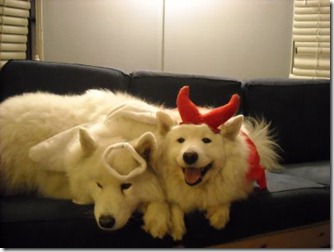 Devil and Angel Dogs