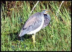 06a Tri-color Heron trying to stay warm