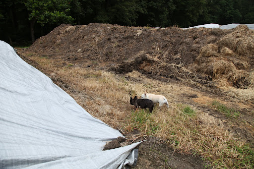 We're lucky, here at the farm, because we also have a manure pile and manure is fuel for cooking the compost.  When it's mixed into the compost, it helps to raise the temperature to 'cook' it.