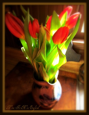 [tulips3%255B1%255D.jpg]