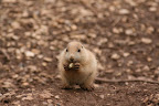 Prairie Puppy