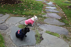Franny, maybe we should try caw-cawing so that we can communicate with these amazing crows.  Martha always says that it really helps to have a strong network behind you.