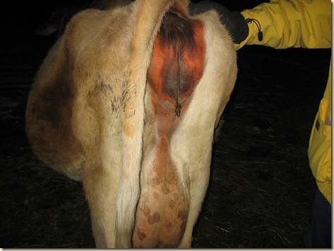 cow progress 052