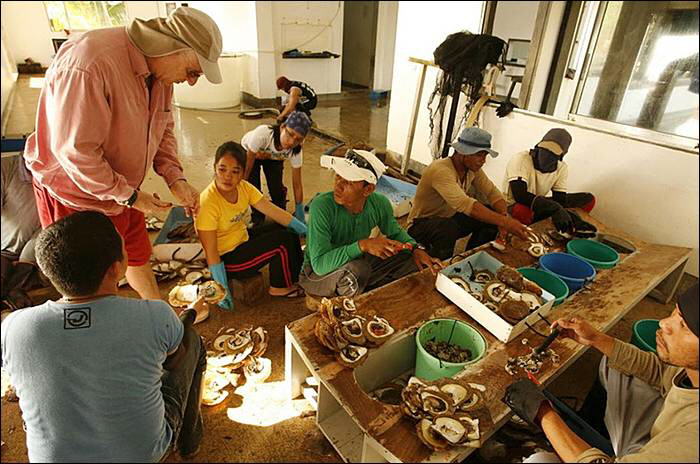 Image Dimension: 700x464 :: The making of Golden Pearl on the island of Palawan in southwestern Philippines The making of Golden Pearl on the island of Palawan in southwestern Philippines