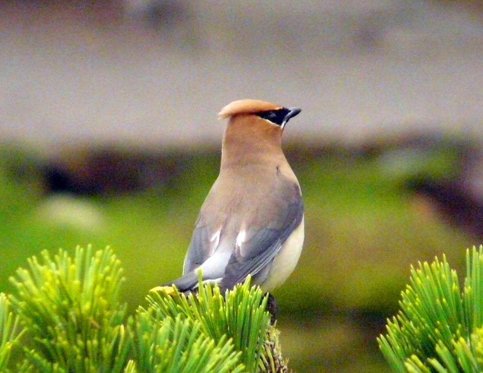 [cedar%2520waxwing%255B8%255D.jpg]