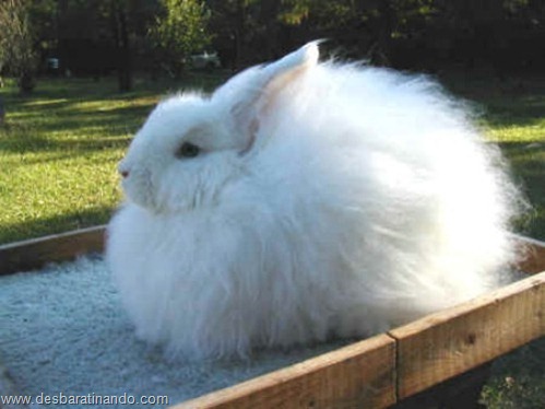 coelho angora peludo desbaratinando (9) coelho angora peludo desbaratinando (9)