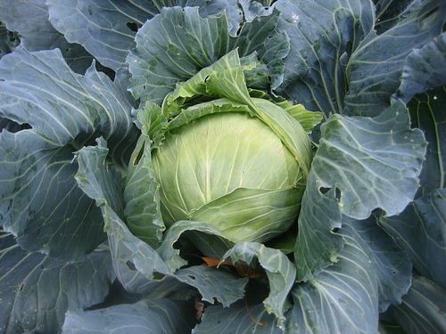 [cabbage%255B4%255D.jpg]