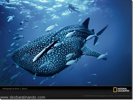 animais national geographic desbaratinando (35) animais national geographic desbaratinando (35)