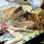 cat_body_cavity.JPG