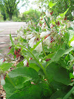I love this plant - and that's, what? Only the fifth or sixth time I've said that in this one blog entry? Sheesh. But its hard not to feel this way when there are so many unusual plants.