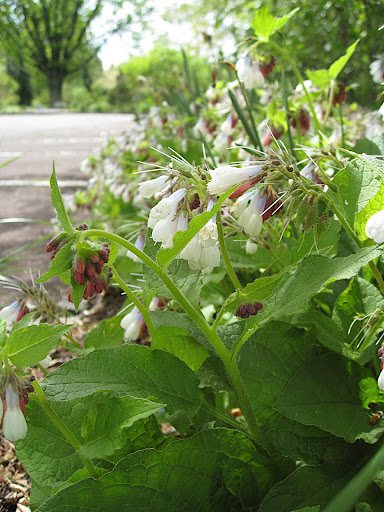 I love this plant - and that's, what? Only the fifth or sixth time I've said that in this one blog entry? Sheesh. But its hard not to feel this way when there are so many unusual plants.