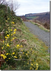 fw Thornilee gorse