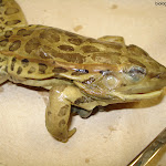 dissect14.jpg
