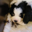 puppen anna 052.jpg