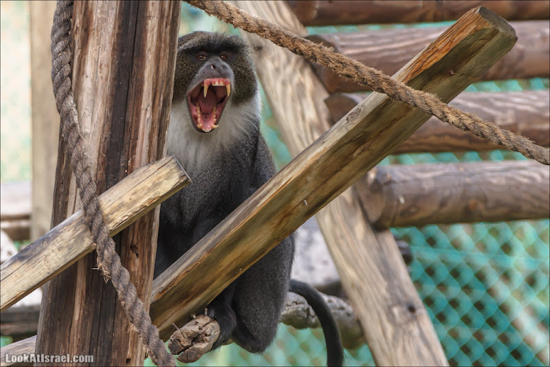 Парк обезьян в лесу Бен Шемен