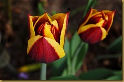 Mai 2012 003 Mai 2012 003