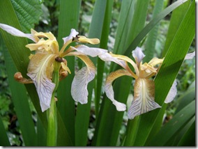 Iris foetidissima,stinking gladwyn,