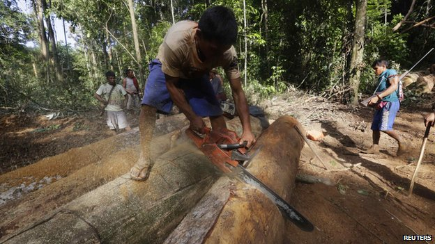 Illegal logging in the Amazon rainforest has pushed many indigenous people out of their ancestral land. Photo: Reuters