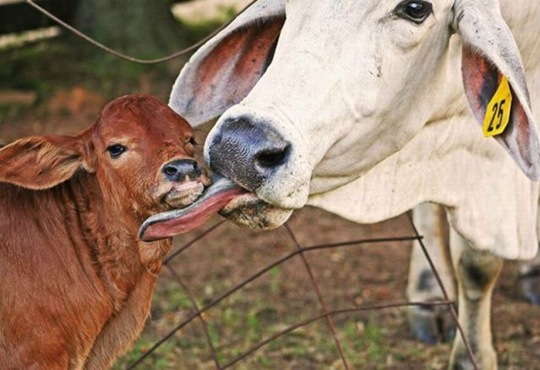 [funny-animals-haha-27%255B2%255D.jpg]