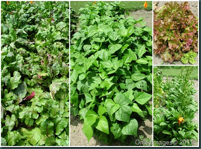 veggie collage1 veggie collage1