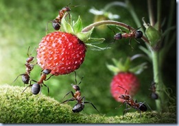 fantasy-world-of-ants8