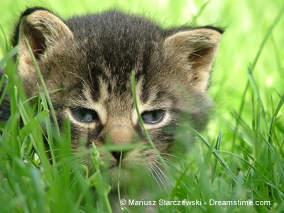 [cat2%255B3%255D.jpg]