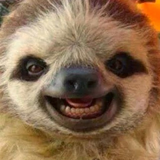 Funny animal selfies