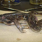 dissect18_foreleg.jpg