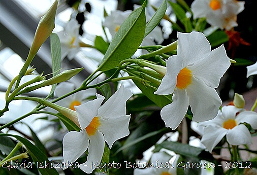 Glória Ishizaka -   Kyoto Botanical Garden 2012 - 11