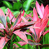 Plants And Flowers At The Great House And Botanic Gardens - St. Thomas, USVI