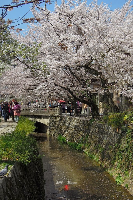 京都哲學之道櫻花