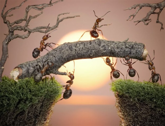 [Life-of-Ants-Andrey-Pavlov-25%255B11%255D.png]