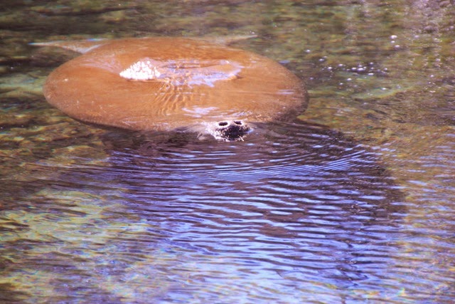 Manatee Nose2 Manatee Nose2