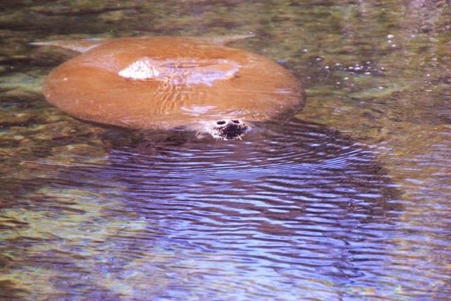 Manatee Nose2