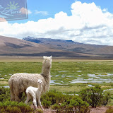 Lhama - Altiplanico - Rodovia que liga Arequipa a Chivay - Peru