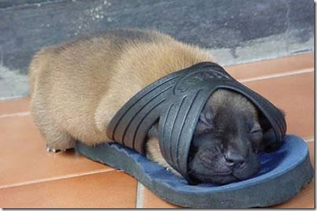 tired-cute-animals-12