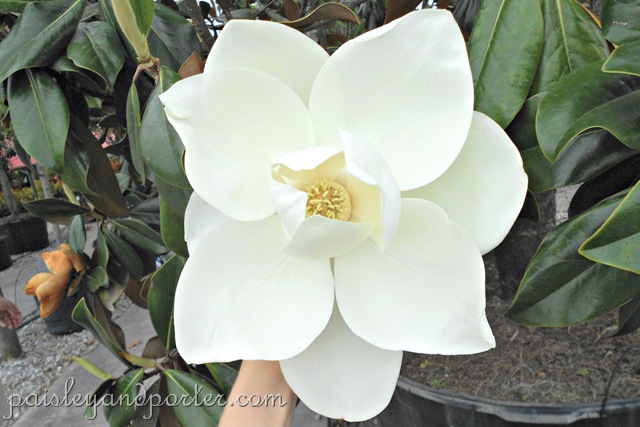 [DSCN1439-1%255B2%255D.jpg]