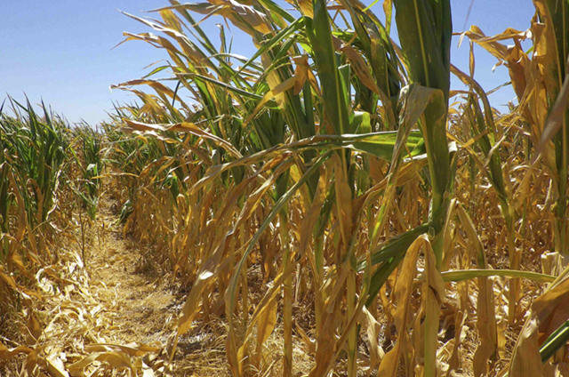 The drought in Argentina is expected to destroy 50 percent of their corn harvest in 2012. Reuters