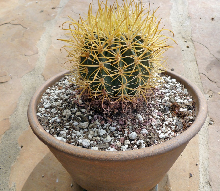 [120331_Ferocactus-chrysacanthus_05%255B7%255D.jpg]