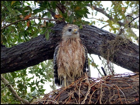 02 - very wet Red Shoulder Hawk