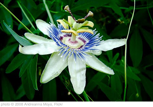 'Passion - Day 47/365' photo (c) 2008, Andreanna Moya - license: http://creativecommons.org/licenses/by/2.0/