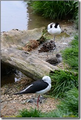 Slimbridge - Mostly raining